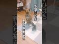 朝ごはんを待つ二匹 #shorts #雑種犬 #雑種猫