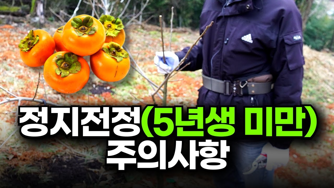유목 정지전정 어떻게 할까? ㅣ 정지전정 교육 ㅣ 감나무 정지전정