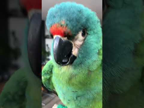 Video: Maskierter Lovebird