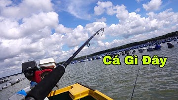 Câu Cá Vồ Chó✅