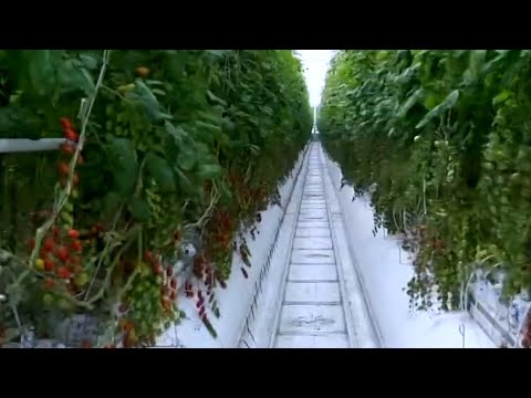 بيور هارفست للمزارع الذكية تبرم شراكة مع الظاهرة عبر الاستحواذ على حصة شركة بايوا