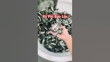 👍 Giống Cá Rô Phi Bảo Lộc lượng rất nhiều khu vực Miền Bắc (Hải Phòng) 0961247381 #giathuysan
