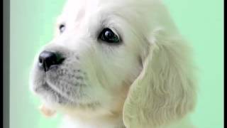 Щенки Ло и Альты с музыкой (ссылка на сайт под видео).(Подробнее на сайте http://retgold.blogspot.com., 2012-12-30T12:54:09.000Z)