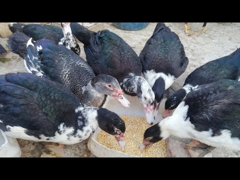 تربية البط المسكوفي في الصيف بدون أي مشاكل وإزاي تاخدي أعلي وزن في عز الحر