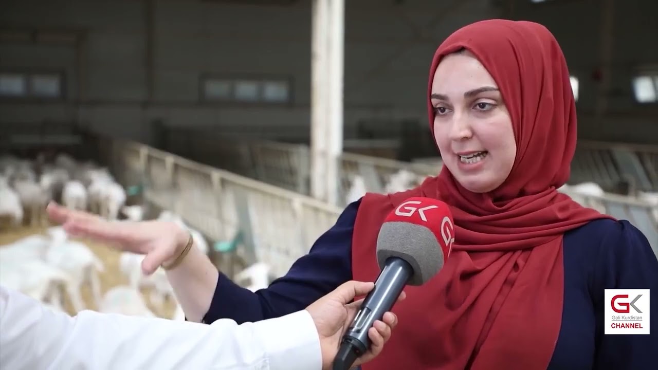 كێڵگەیەكی ئاژەڵداری لە هەڵەبجە بزنی سانین بە سیستمی پێشكەوتوو بەخێو دەكات