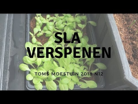 Video: Het Gebruik Van Sla Verjongt De Hersenen Gedurende 11 Jaar - Alternatieve Mening