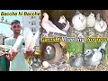 Kabootar ke bacche hi bacche  garmi ke mausam ki breeding progress  summer season breeding