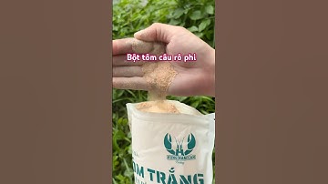 Bột tôm câu cá rô phi và diêu hồng #vyhanfishing #bottomcauca