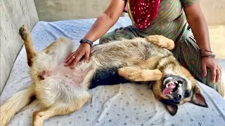 Dogs Belly Rub Therapy By Mom | Labrador Dog Wants Belly Rubs