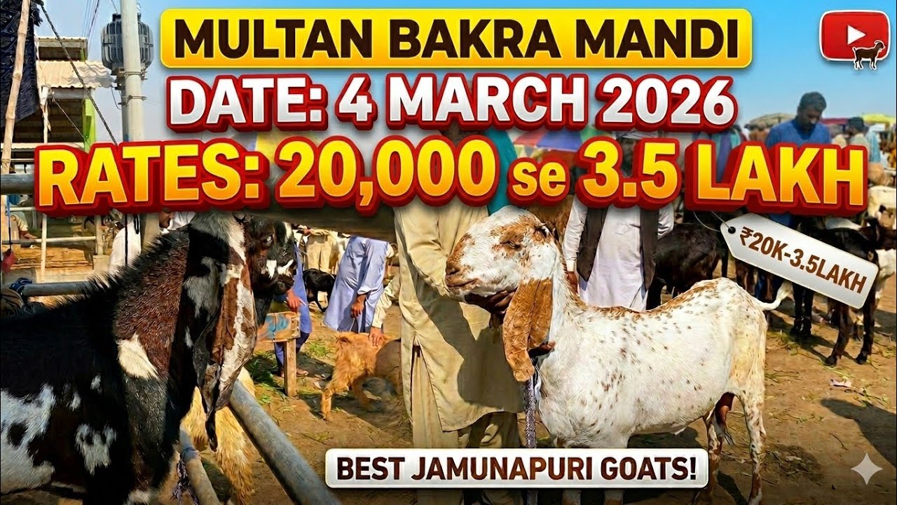 Multan bakra mani new update video rates plus fresh stock 4 march 2026