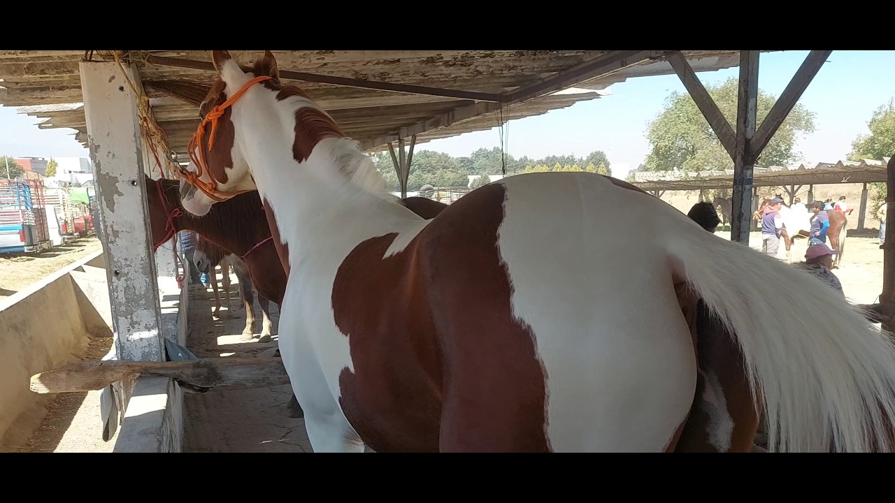 ENTRE POTROS,CABALLOS Y YEGUAS,PLAZA GANADERA SANTIAGO TIANGUISTENCO,FINOS Y BARATOS.