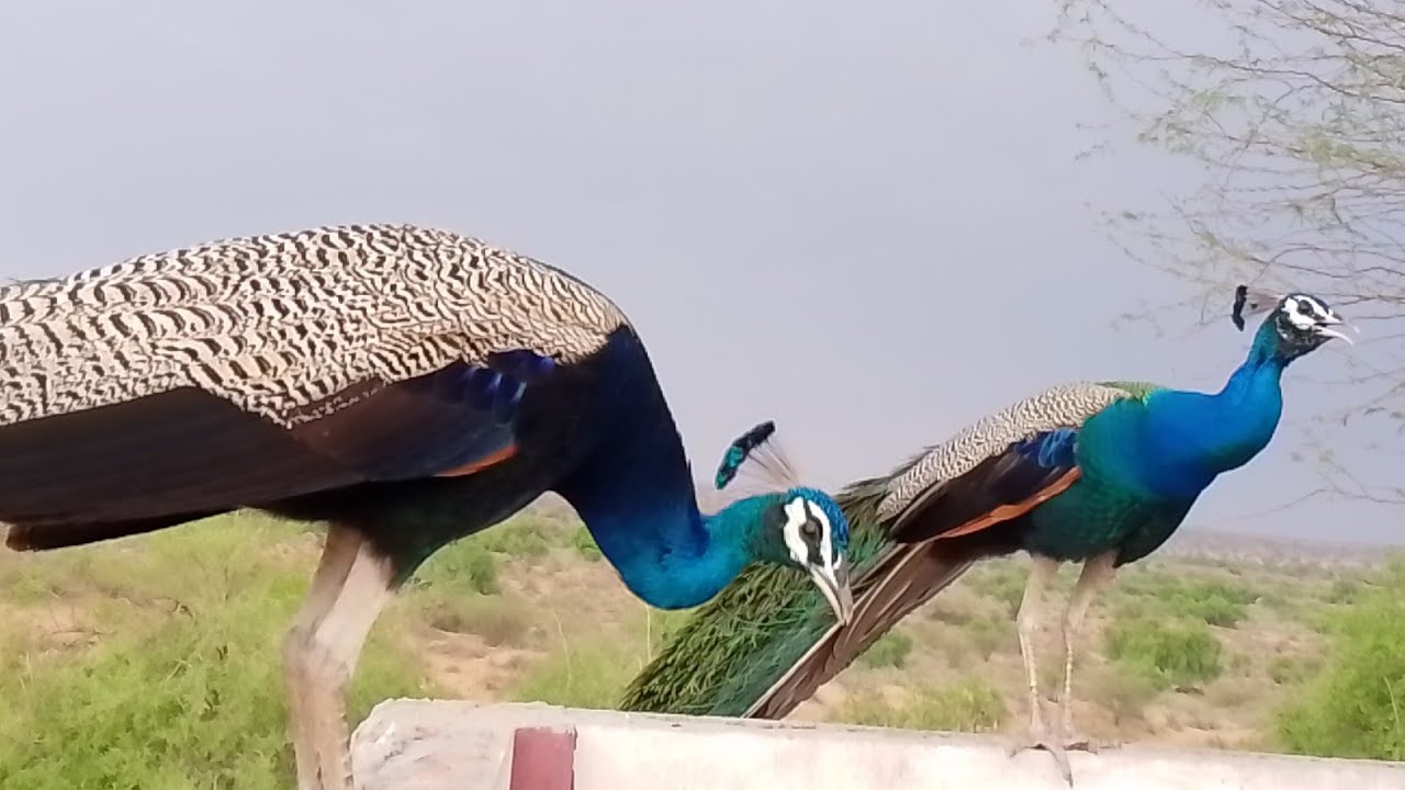 #Peacock sounds great ๐ฆ๐ฆ๐ฆ๐ฆ - YouTube