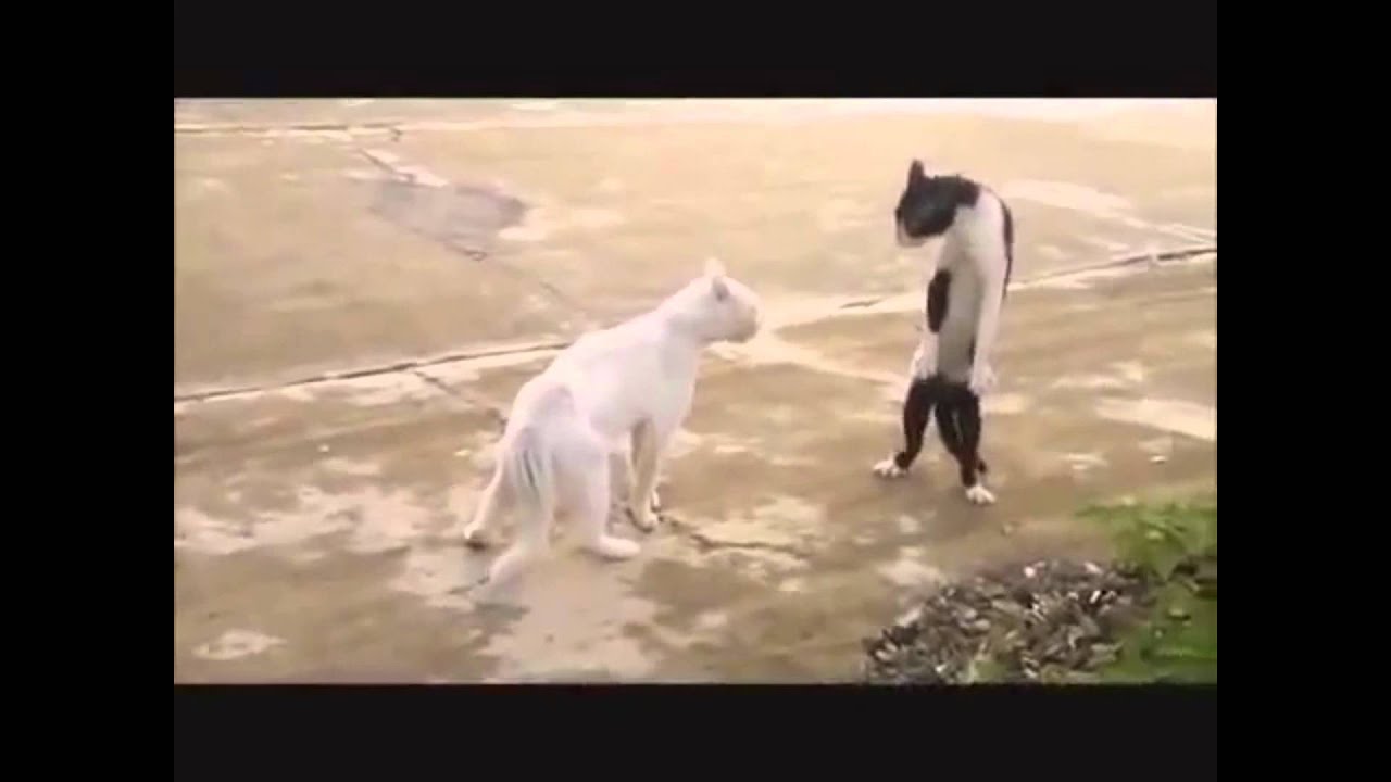 Lustige Videos Zum Totlachen Auf Deutsch ★Lustige Videos Zum Totlachen Deutsch 2015 Funny Videos, Witzige Videos
