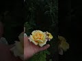 rosal Michelangelo - Meilland 1997 - roses - rosas - rosier