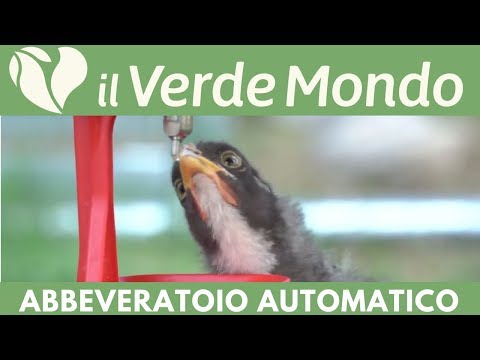 Video: Che cosa sono gli abbeveratoi automatici?