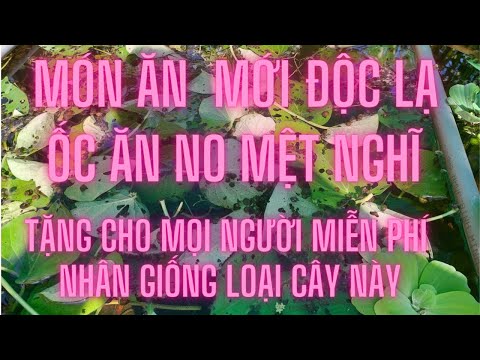 Video Thức Ăn Độc Lạ Cho Ốc Bươu Đen - Không Cần Mua .Bầu... - youtube
