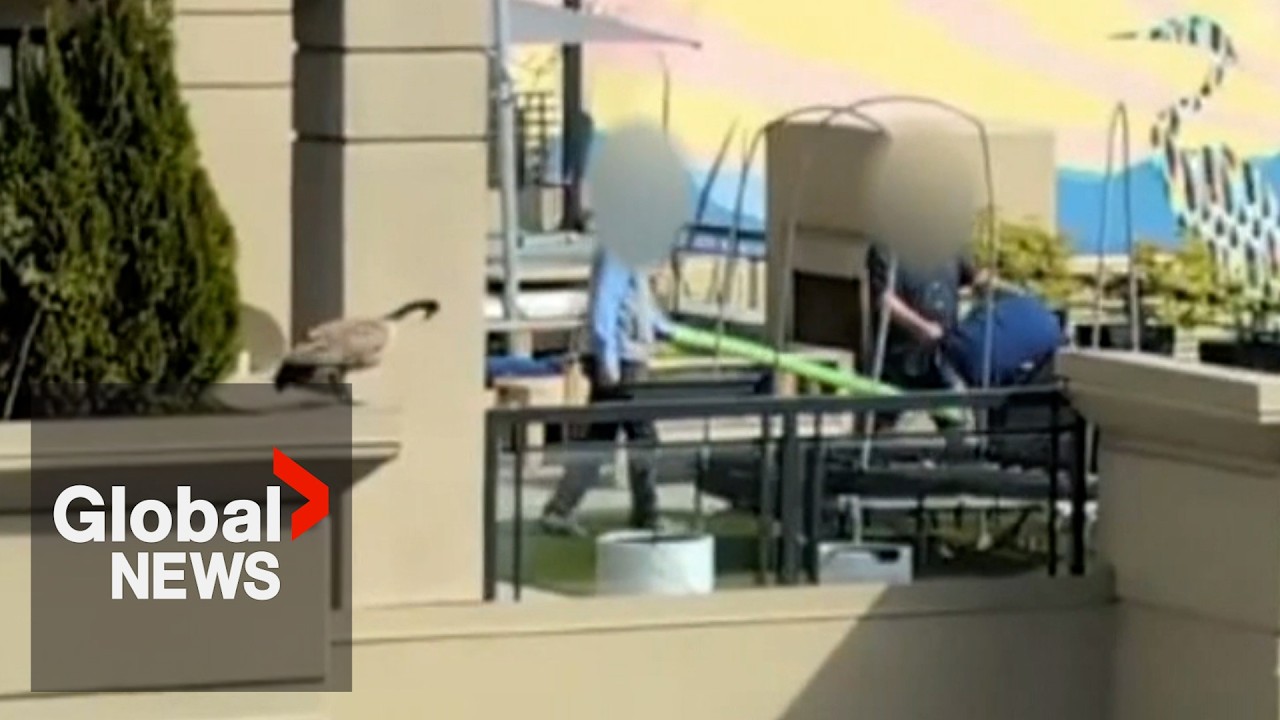 “Stop it right now”: Video of baby geese forced off BC balcony by group of men sparks outrage