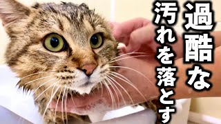 庭に住みついた野良猫を家猫へ#15【初めてのお風呂で匂いも汚れもスッキリしました】