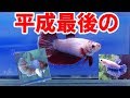 【高知熱帯魚サービス・ヤフーショッピング店】ショーベタオス20匹メス30匹！