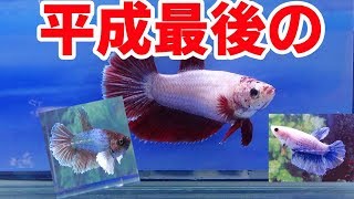 【高知熱帯魚サービス・ヤフーショッピング店】ショーベタオス20匹メス30匹！