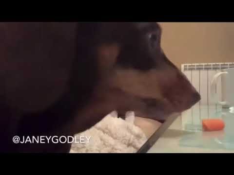 Honey is sweary