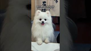 [CANINE OS] System Audit: Unit Identification Log