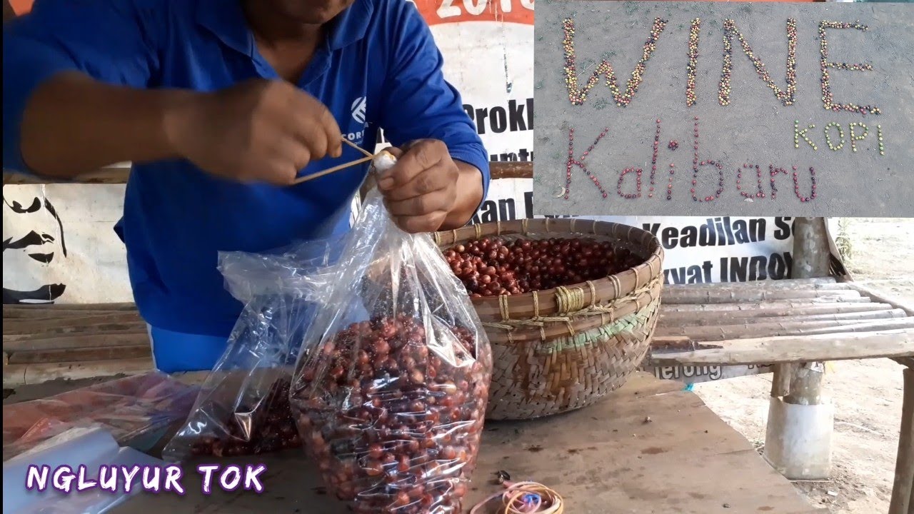 Cara Memproses Fermentasi KOPI, Menjadi WineCoffee Kalibaru