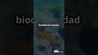 ¿El Paraíso Perdido de España? Descubre las Islas Cíes