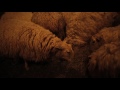 Made Here - Lambing Season
