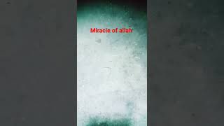 miracle of allah ✨ #islamicstatus #islamicshort