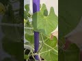 Beautiful female flower of my young melon plant.