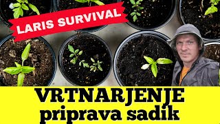 Vrtnarjenje Z Nami Presaditev Blitve In Stoletne Čebule. Kako Uspeva Zelje?