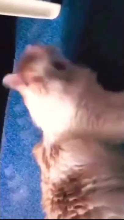 kucing main karet