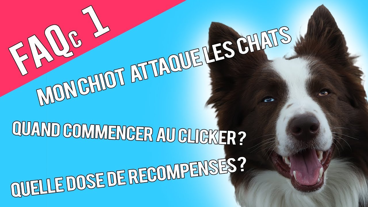 Mon Chien Attaque Les Chats Quand Utiliser Le Clicker Combien De Récompenses