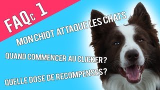 Mon Chien Attaque les Chats - Quand utiliser le Clicker - Combien de récompenses?