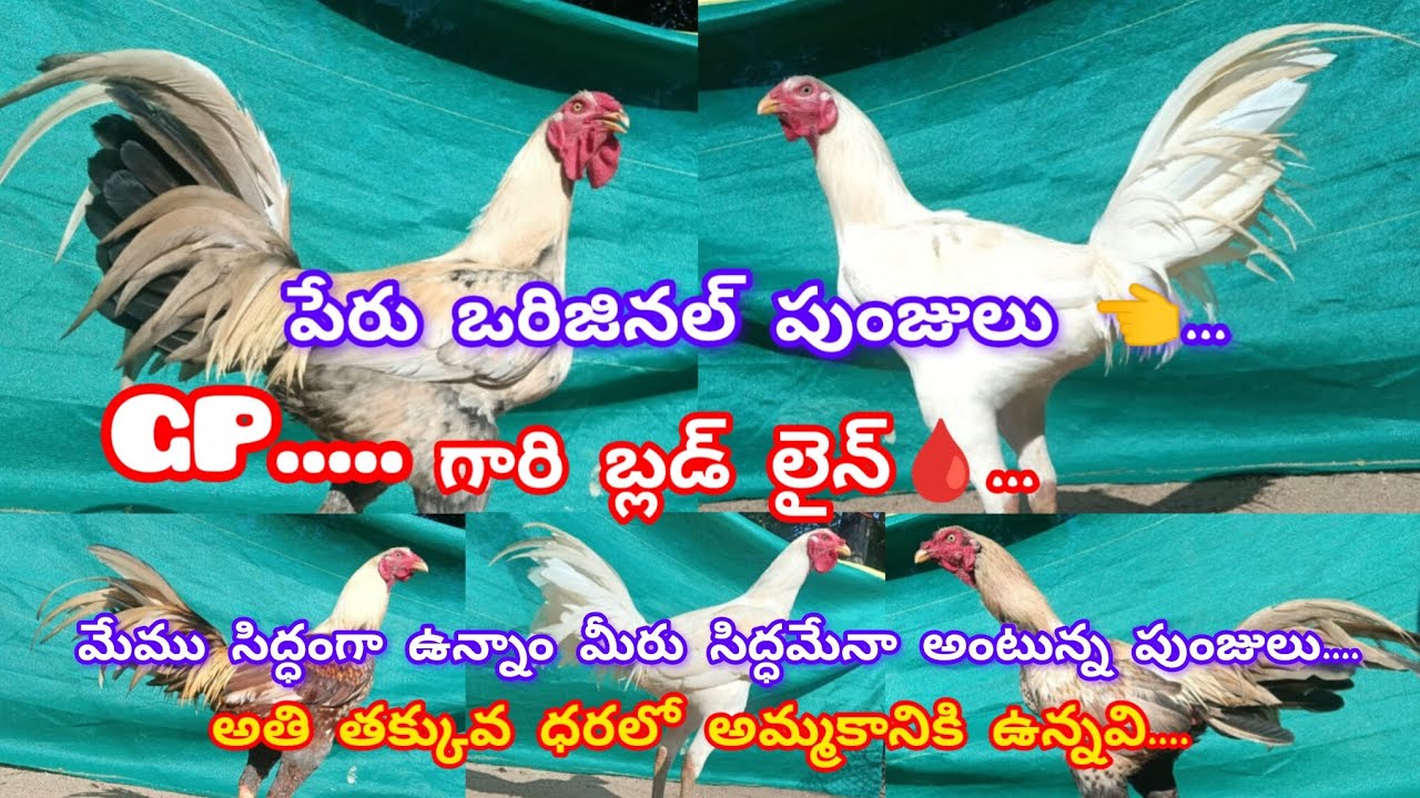 టు టాప్ క్వాలిటీ👌రోస్టర్🐓 సేల్స్ ఫుల్ కండిషన్స్ 👈 ఒరిజినల్ పేరు అతి తక్కువ ధరలో అమ్మకానికి ఉన్నవి. 👍