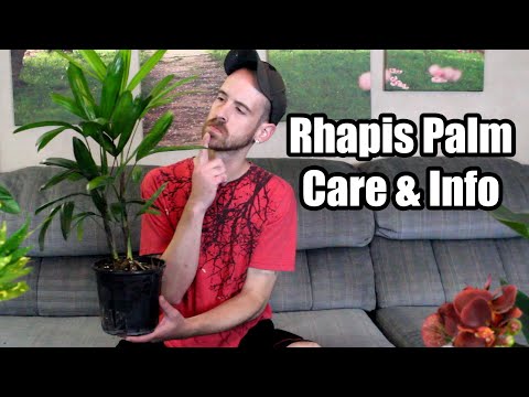 Lady Palm Repot PLUS Care & Info