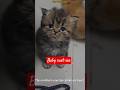 I’ve Never Seen a Mother Cat React Like This 💔 | HeartSoul Animals #cat #viral #pets #emotional #sad