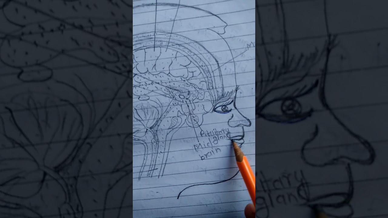 How to draw Human brain 