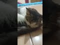 Heran Ko bisa Tidur Di tengah Jalan. #viralvideo #cat #fypシ #shortvideo