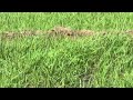 Demo ng ibat ibang herbicide sa palayang walang patubig part 1