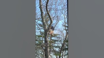 Removing a limb with the crane