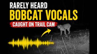 A Wildlife Highway! Animals Passing by All Day & Night! #trailcam #animals #wildlife