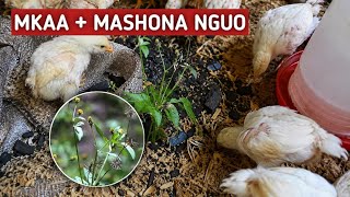 Wafugaji Wengi Hawajui Faida Hizi za Mashona na Mkaa kwa Kuku.