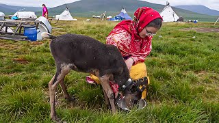 картинка: По следам оленя | Северный колорит
