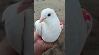 white kabutar #pigeon #fancykabootar #kabutar #trustonallah