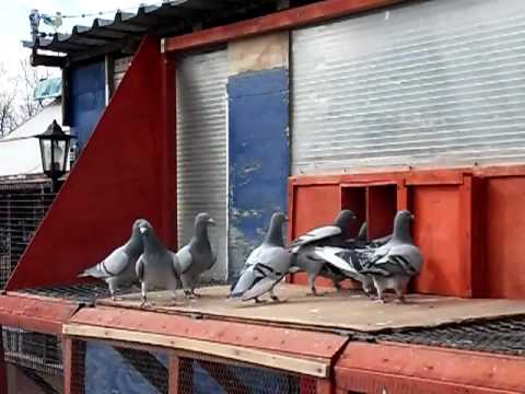 Pigeon Mad You Tube