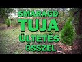 Kertszépítés | SMARAGD TUJA ültetés ŐSSZEL