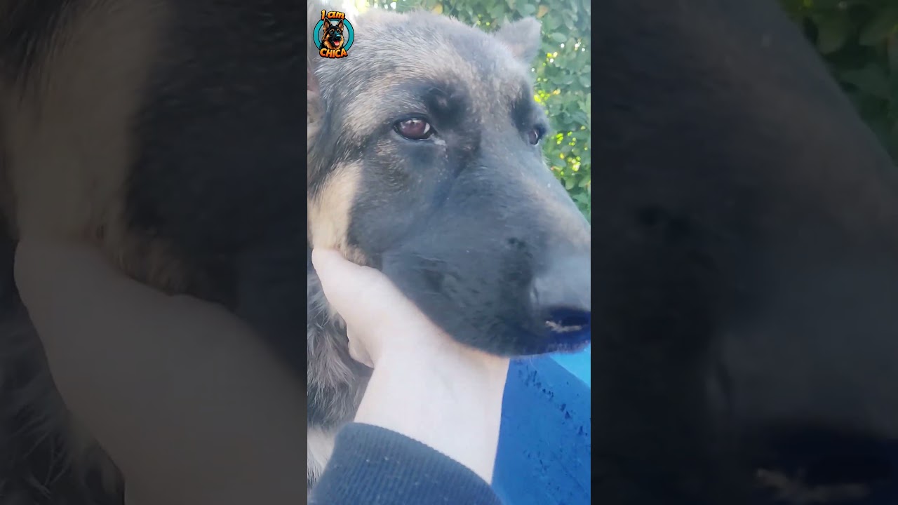 Cute Moments - Chica Just Chilling 