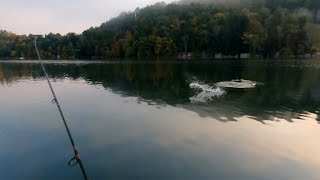Jeziorowe Bolenie // Aspius Rapfen Aspio Жерех // Top water explosions